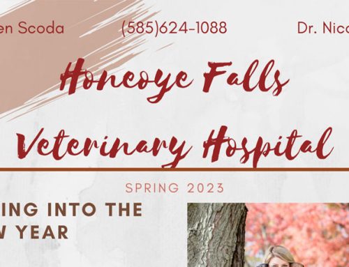 Spring into the New Year