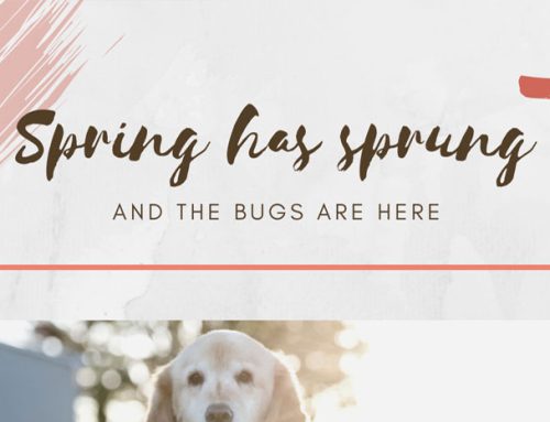Spring has Spring