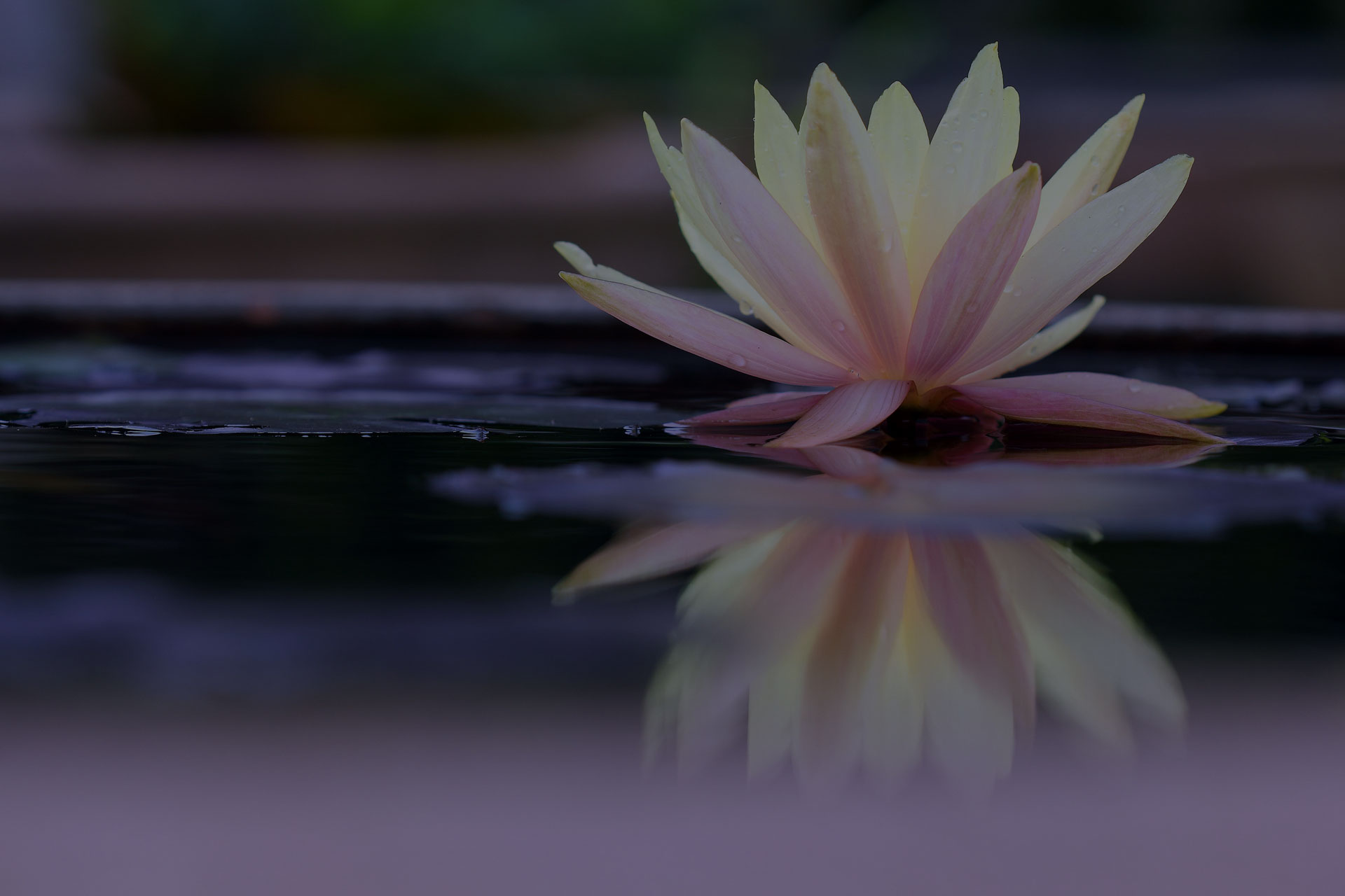 Lotus