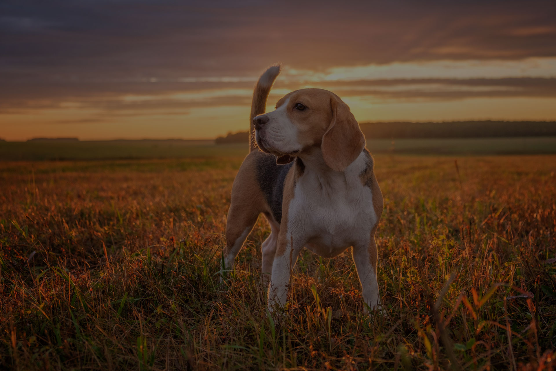 portrait of a Beagle dog on the background of a beautiful sunset sky in the summer after the rain while walking in nature